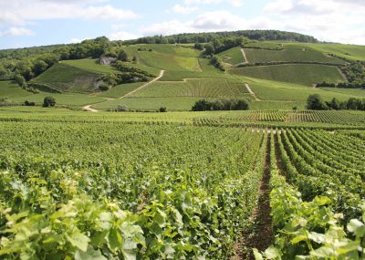 Visit of a vineyard of Champagne during a wine day tour from Paris