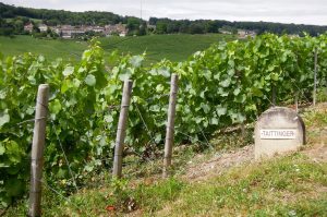 Wine day tour in Champagne from Paris and visit of Taittinger vineyards and tastings