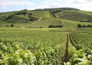 Champagne valley wine tour