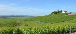 Wine day tour in the vineyard of champagne