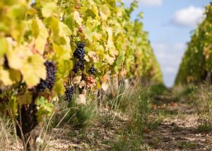 Visit of a vineyard of Loire during a luxury wine day tour from Paris