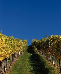 Vineyard visit during a wine tour
