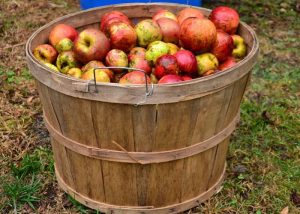 Visit harvest from apple field for cider, calvados and pommeau in Normandy