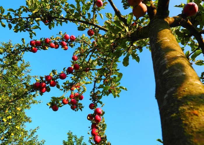 Visit apple field for cider, calvados and pommeau in Normandy