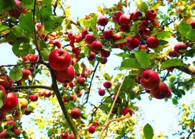Visit apple field for cider, calvados and pommeau in Normandy
