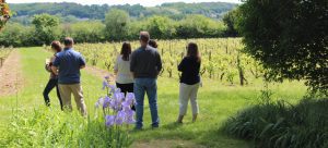 Visit a vineyard of Champagne during a wine day tour to Champagne from Paris