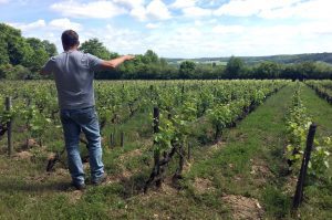 Visit of a vineyard of Loire during a luxury wine day tour from Paris