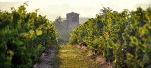 Visit of a vineyard of Loire during a wine day tour from Paris