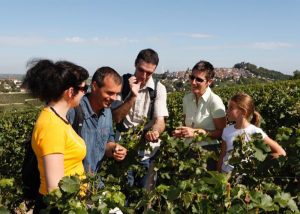 Visit of a vineyard of Loire during a private day tour from Paris