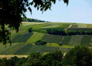 Hill of vineyard in Champagne region discovery