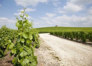 Road of Champagne in the vineyards