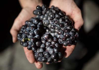 Red grape in the hands of a wine-maker