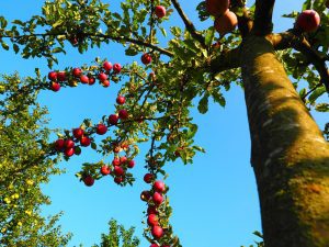 Visit apple field for cider, calvados and pommeau in Normandy