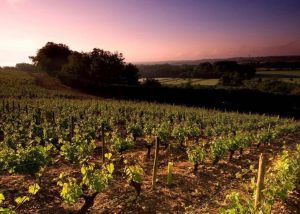 Visit of a vineyard of Loire during a private wine day tour from Paris