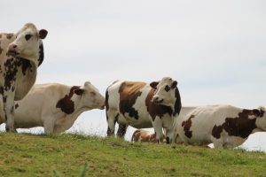 cows during a cheese tour in normandy
