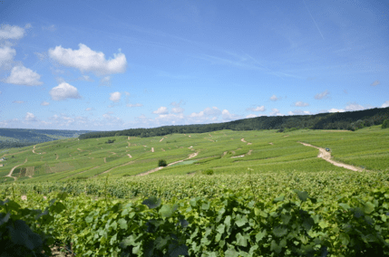 Top 10 Reasons to Visit Champagne, vineyard