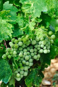 grape of chardonnay in champagne, The greatest players of Champagne's history