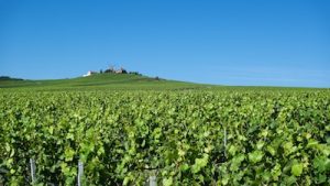 vineyard from champagne with the mill, The greatest players of Champagne's history