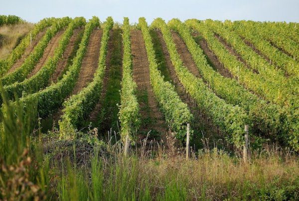 Vineyards Top 5 reasons to go to Loire Valley