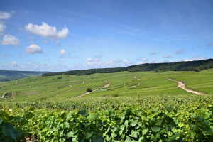 Bask in the stunning landscapes of Champagne during our Loire & Champagne wine tour.