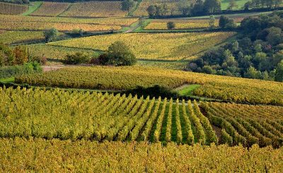 vineyard, Wines and Castles: must-know about the Loire valley