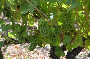 grapes vines vineyards