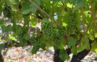 grapes vines vineyards