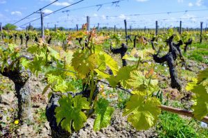 vineyards vines leaf