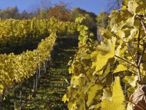 vineyards autumn