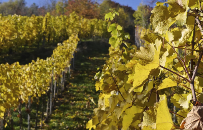 vineyards autumn