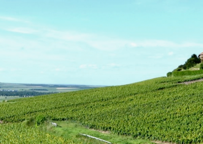Visit Champagne region Champagne Day Trip from Paris My Winedays
