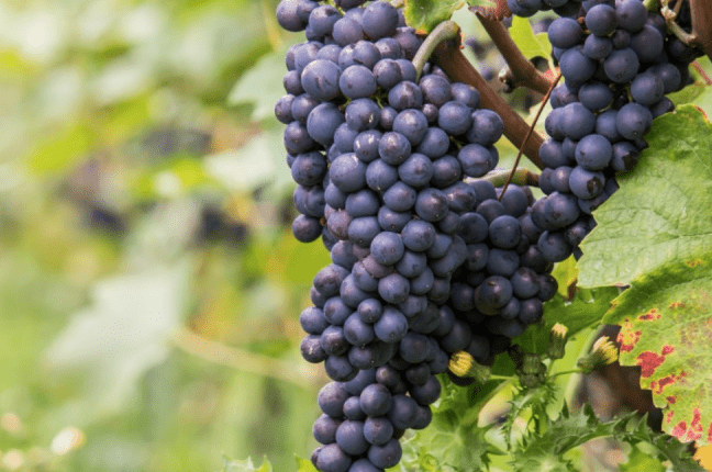 red-grape-varieties
