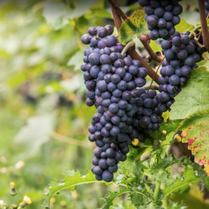 red-grape-varieties