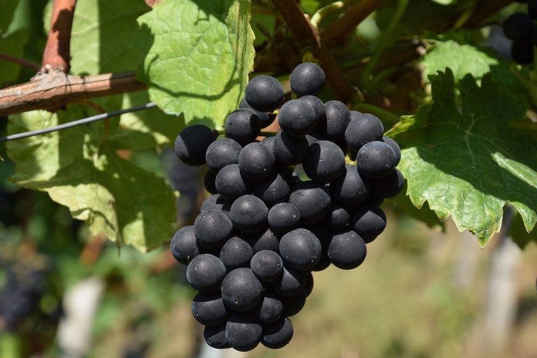 Red grape