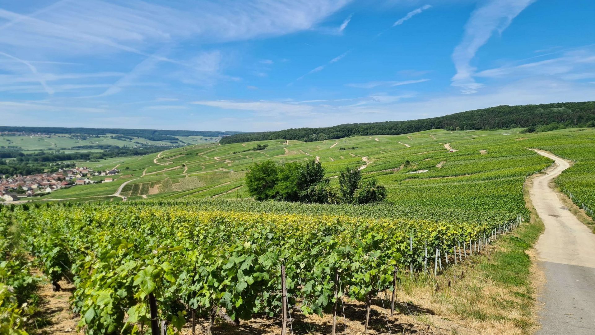 day trips from paris to vineyards