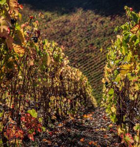 French vineyard fall