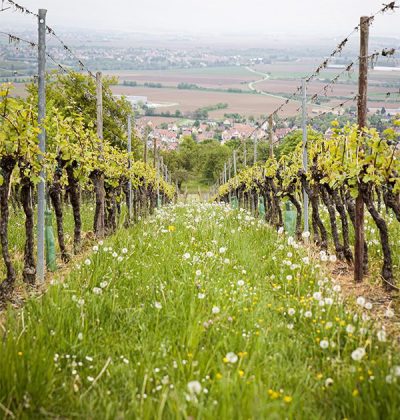 French vineyard in spring