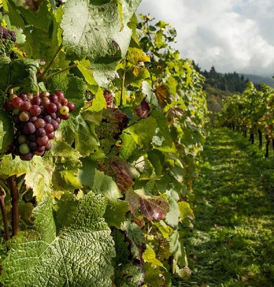 French vineyard in summer