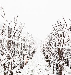 French vineyard in winter