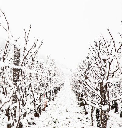 French vineyard in winter