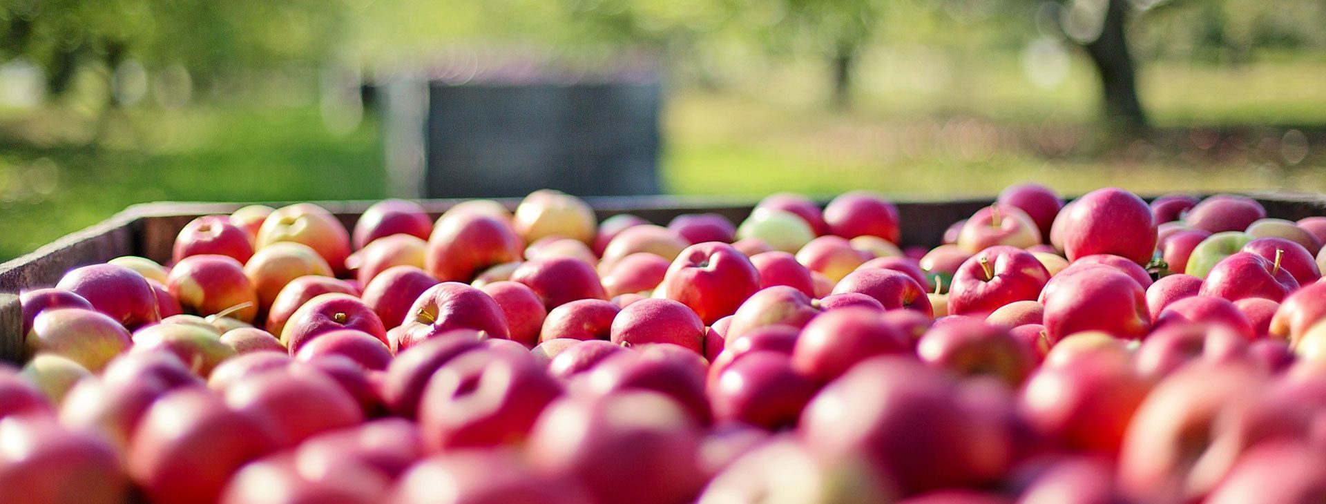Apples for cider production in Normandy