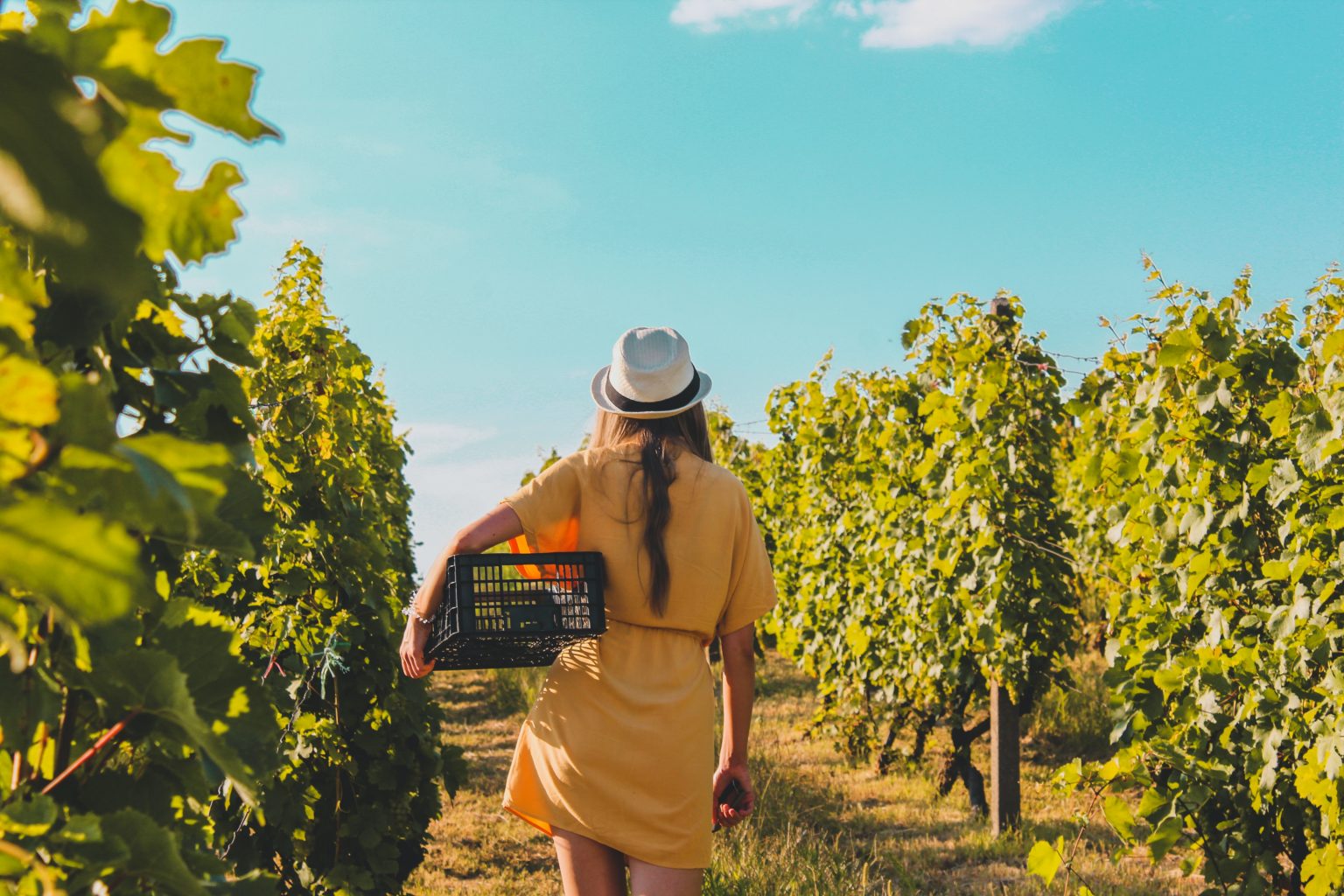 visiting the vineyard