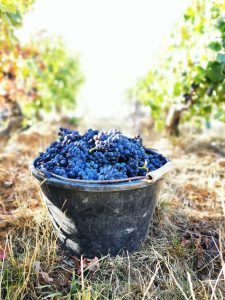 A basket filled with Pinot Noir grapes during harvest in Sancerre.