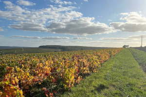 Indian summer creates stunning scenery, imprint astonishing memories thanks to our private sancerre wine tour