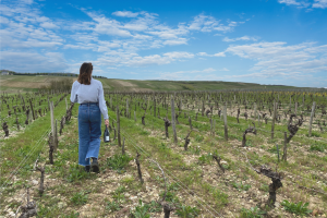 Observe how each season offers different landscapes during our Sancerre wine tour. As vines are continuously evolving winemakers adapt and channel nature' gifts.