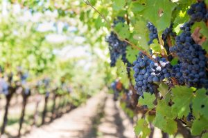 Bunches of Pinot Noir waiting to be harvested. Mastering grape ripeness to reach stellar balance between acidity and sugar levels is an art fostered by experience.