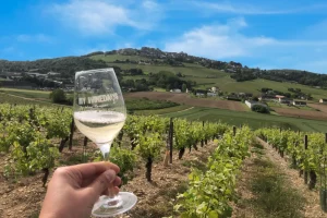 Sancerre_Luxurious_Cellar_Vineyard