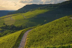 How Many Champagne Houses Can You Visit in a Day ?