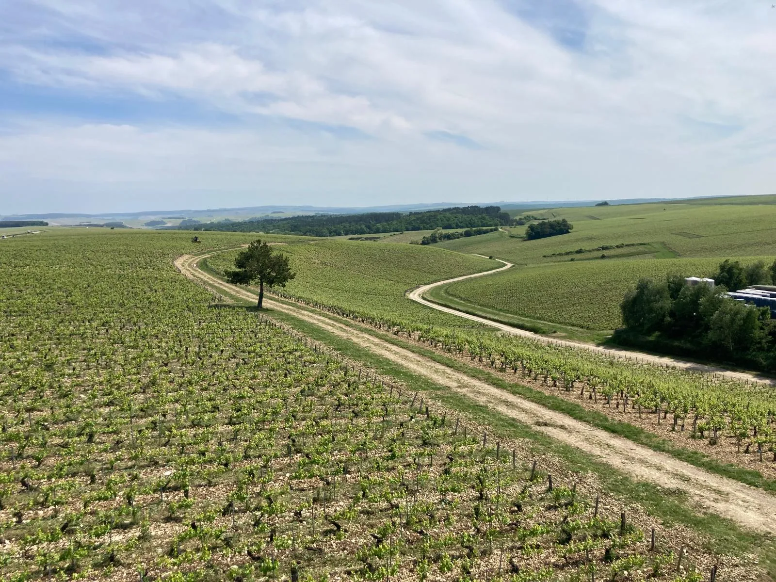 chablis vignes